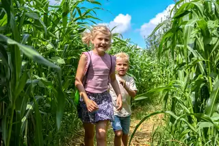 Maize Maze