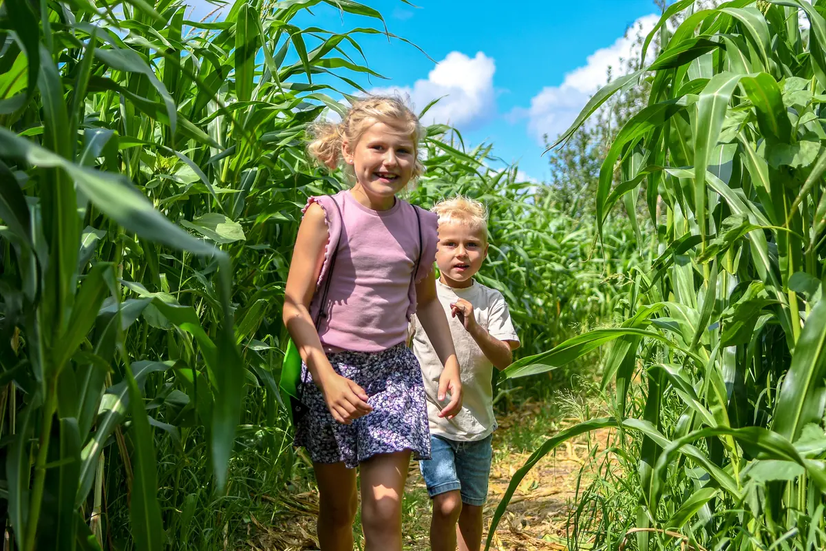 Maize Maze — Ruinerwold