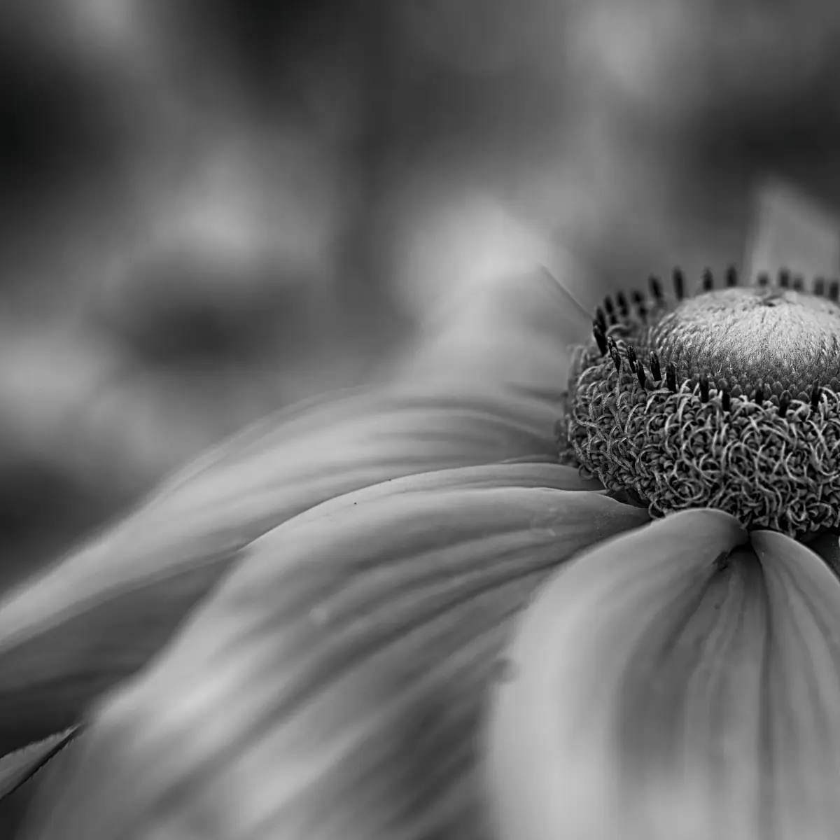 Photo Exhibition Groningen, Friesland and Drenthe-Vechtdal Sections — Assen