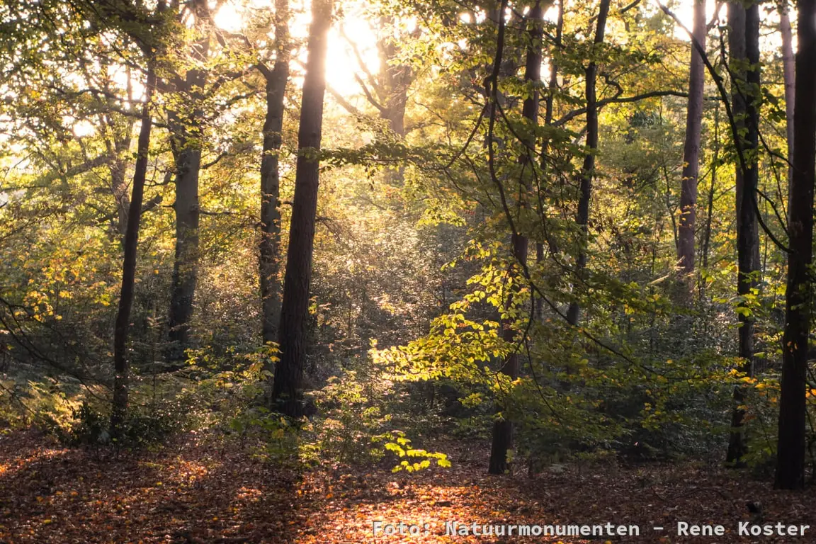 Silent Walk through Bergherbos — Beheerkantoor Montferland, Loerbeek