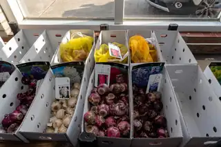 Flower Bulb Sale at Streekmuseum Veldzicht