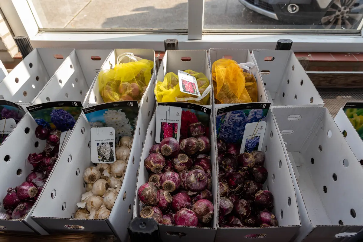 Flower Bulb Sale at Streekmuseum Veldzicht β Noordwijk