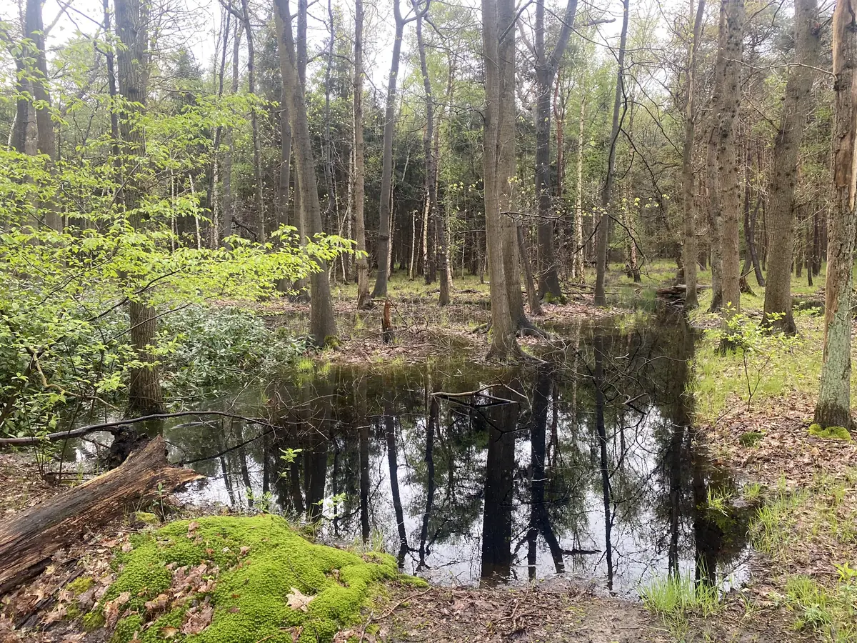 KNNV Roosendaal Lecture: Forest Birds — Roosendaal