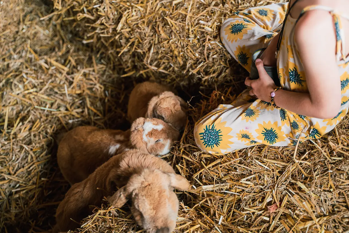 Animal Day at de Schouw with animals, nature and a special church — Kinderboerderij de Schouw, Zutphen
