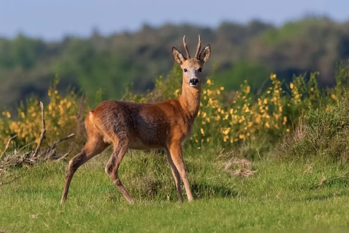 Walk with the forest ranger through Voornes Duin — Parkeerplaats ingang Waterbos, Rockanje