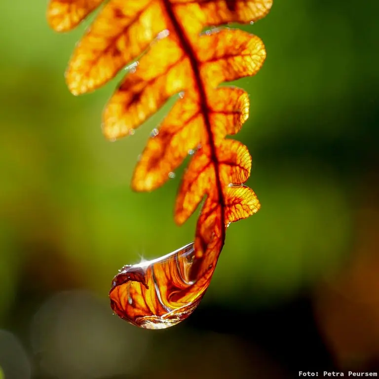 Autumn nature walk with guide at Quackjeswater — Parkeerplaats Quackjeswater, Rockanje