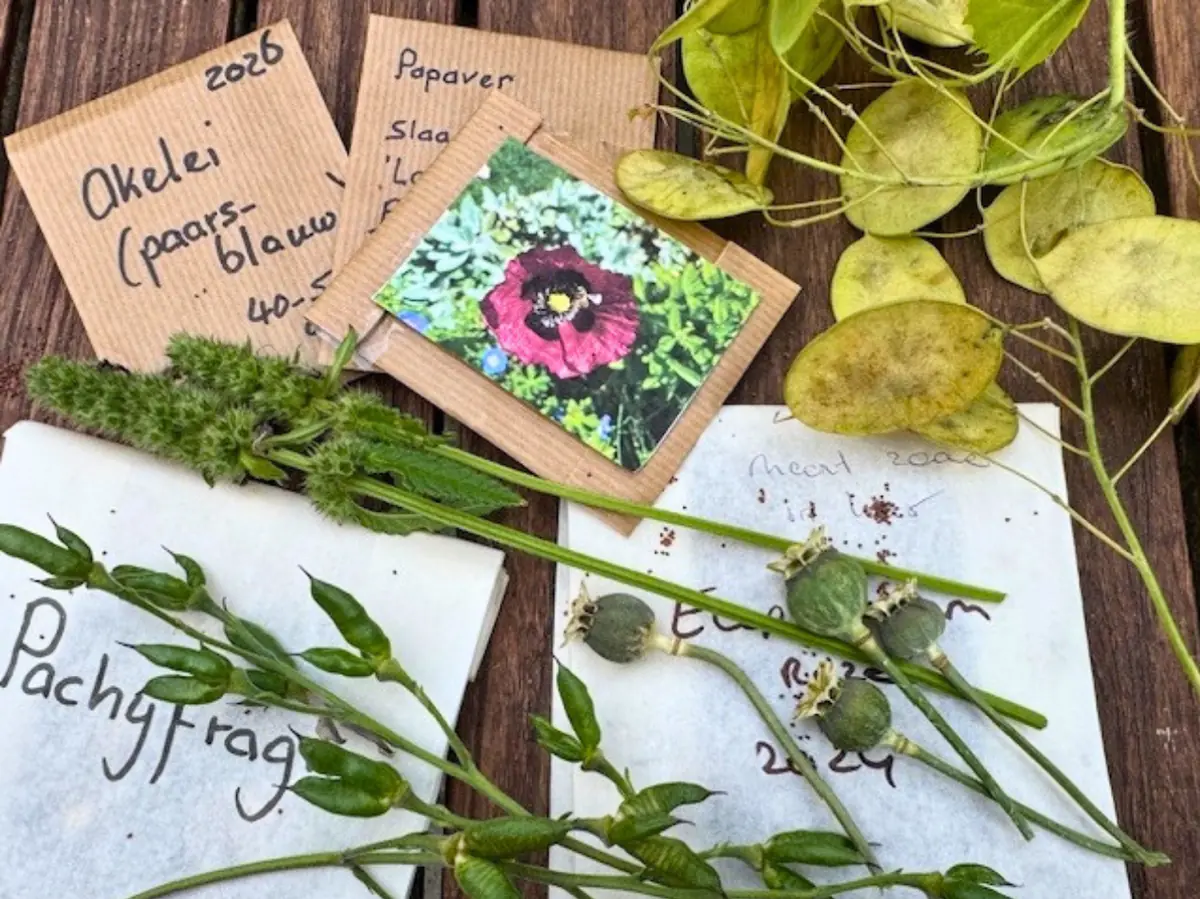 Workshop: Cleaning Garden Seeds (Groei & Bloei) — Veenendaal