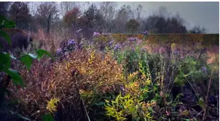 Babel Cinema: Five Seasons: The Gardens of Piet Oudolf
