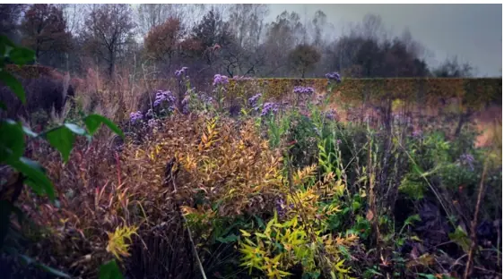 Babel Cinema: Five Seasons: The Gardens of Piet Oudolf — Filmtheater De Fabriek, Zaandam