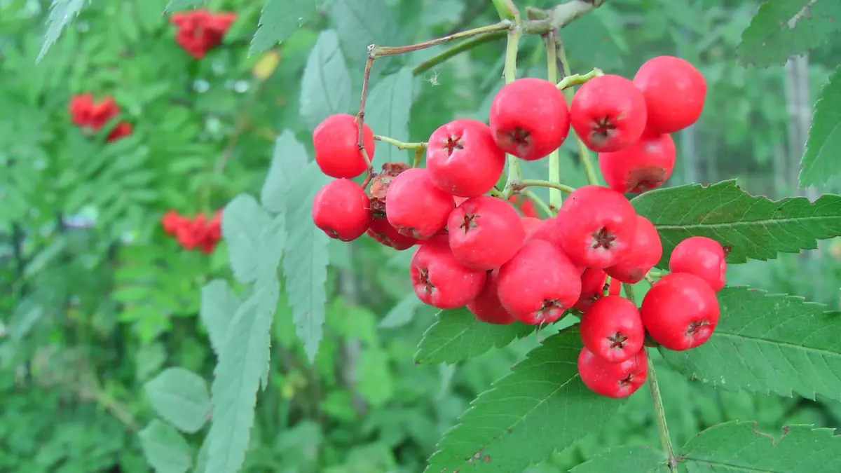 IVN Family Walk De Duiventoren — Oosterhout
