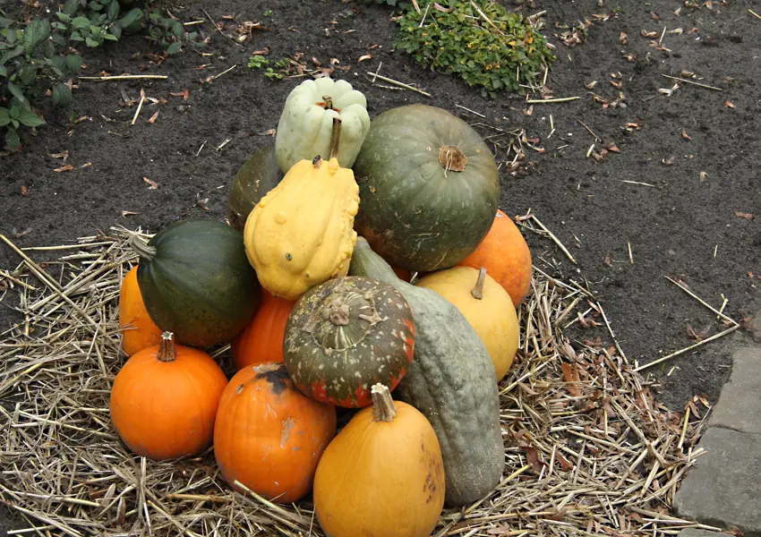 Shopping Sunday Asten - Halloween and Pumpkin β Asten