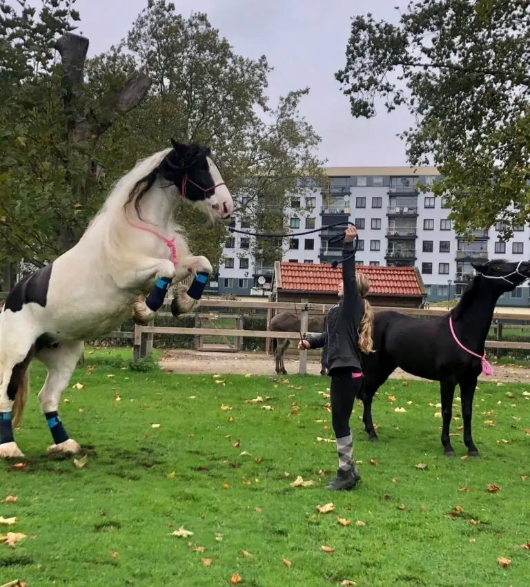 Horses and Ponies Day at De Elzenhoek — Oss