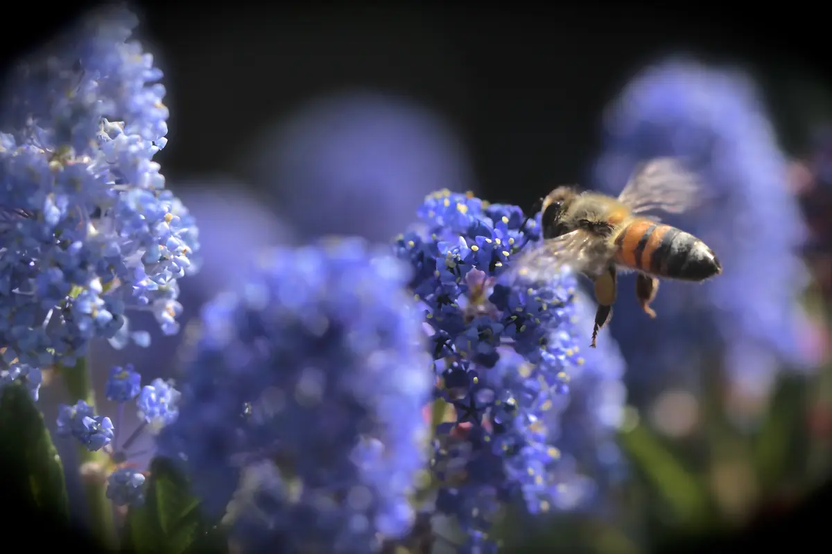 Lecture: Regional Flowers of Meierijstad — Schijndel