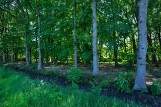 Members only: discover the primeval forest of Lieftinghsbroek