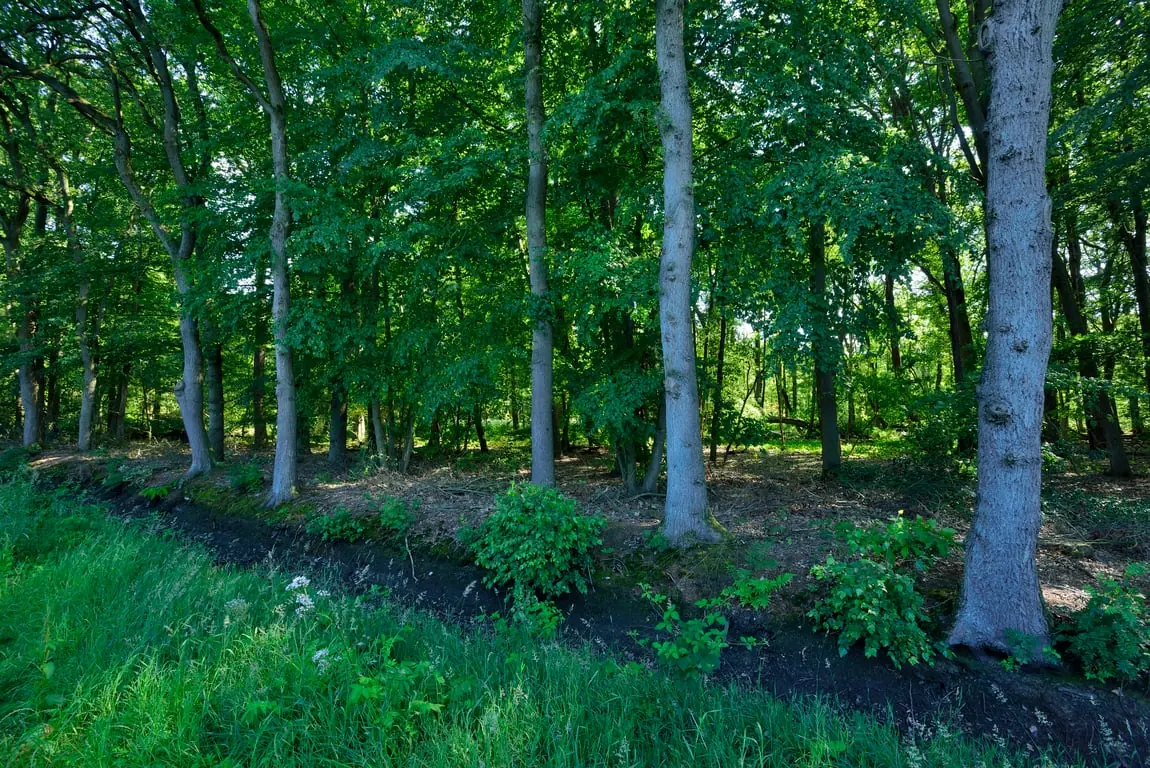 Members only: discover the primeval forest of Lieftinghsbroek — Vlagtwedde, Rondweg 5, Vlagtwedde