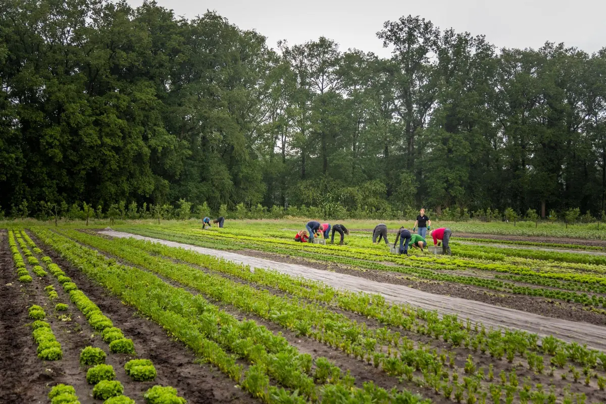 Herenboerderij De Groote Modderkolk: Nature-Inclusive Farming in Loenen — Herenboerderij de Groote Modderkolk, Loenen Gld