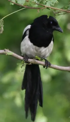 Soortensafari Buntwal — Nijkerkerveen