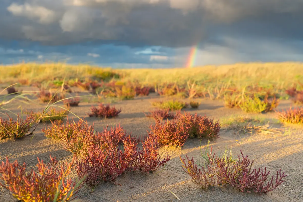 Special Workshop Smartphone fotografie 'Zeekraal' — Louise Poortvliet Fotografie, Goedereede