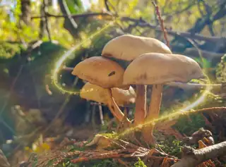 Excursion: Counting Mushrooms in Batau