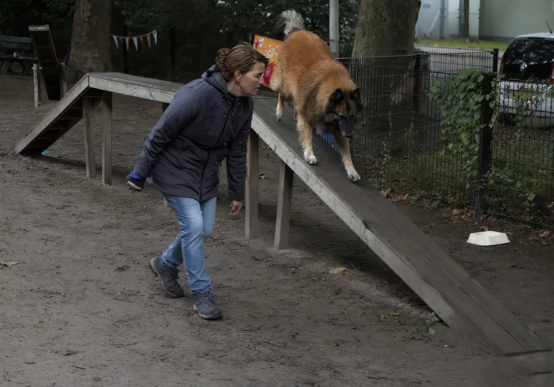 Spelletjemiddag Hondenspeeltuin Vlijmen — Vlijmen