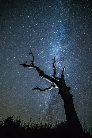 Night of the Night — Buitencentrum Drents-Friese Wold, Appelscha
