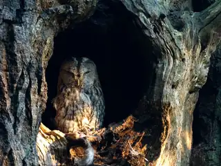 Discover the Life of Owls at Veluwezoom