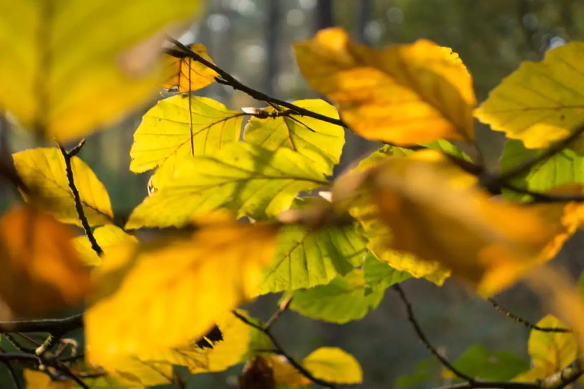 Guided walk in November β Bezoekerscentrum Veluwezoom, Rheden