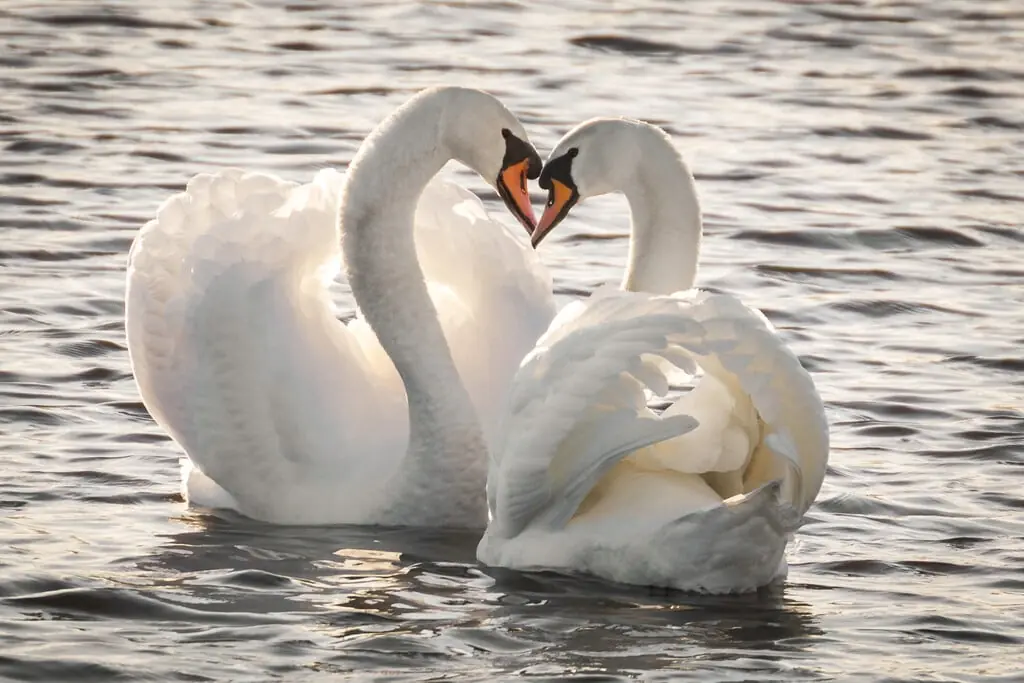 Romantic Valentine's Walk through Tienhoven Nature — Streekmuseum Vredegoed, Tienhoven