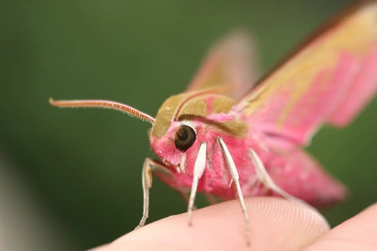 Nachtvlinder Night Nature Adventure — Activiteitencentrum Lauwersnest, Lauwersoog