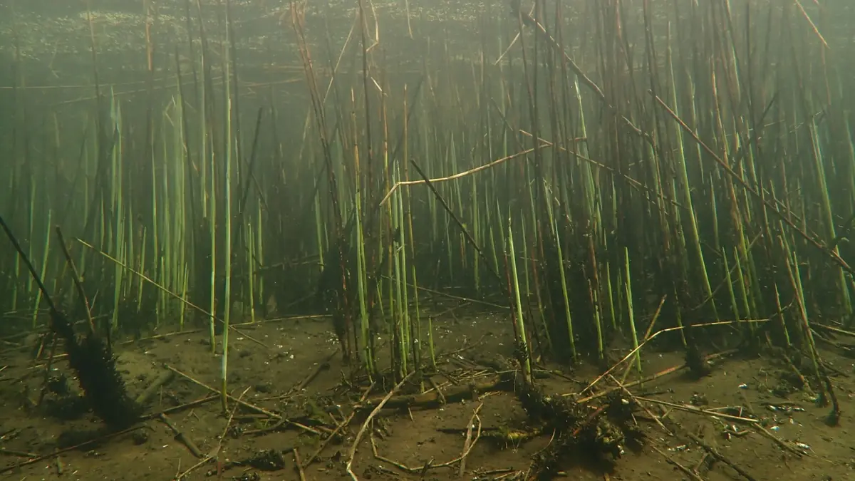 What if the canal looked back? — ARTIS-Groote Museum, Amsterdam