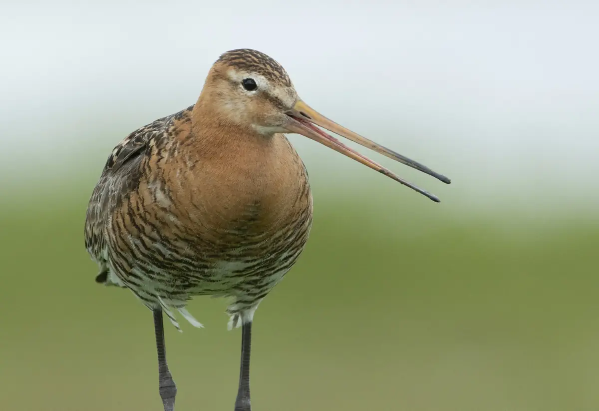 Lecture: The Black-tailed Godwit Up Close β Noordwijk
