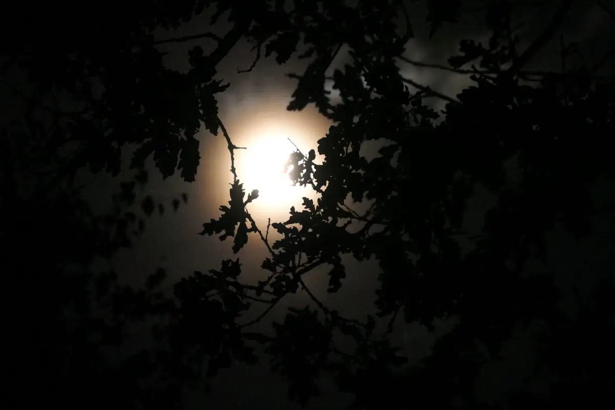 Experience the Full Moon in Nationaal Park De Pelen — Moostdijk 15, Ospel