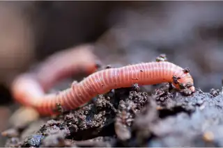 IVN - Soil Fauna Day