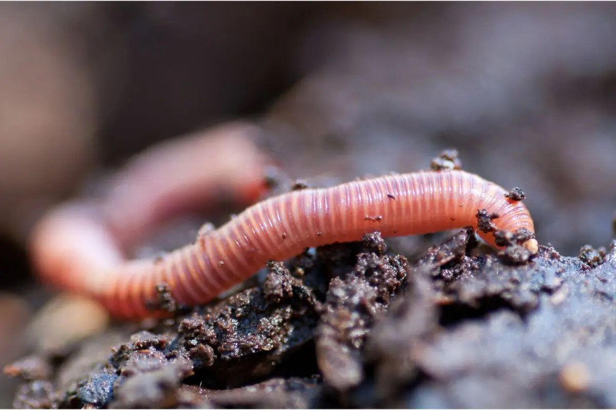 IVN - Soil Fauna Day — Dasselaarweg 29, Zeewolde