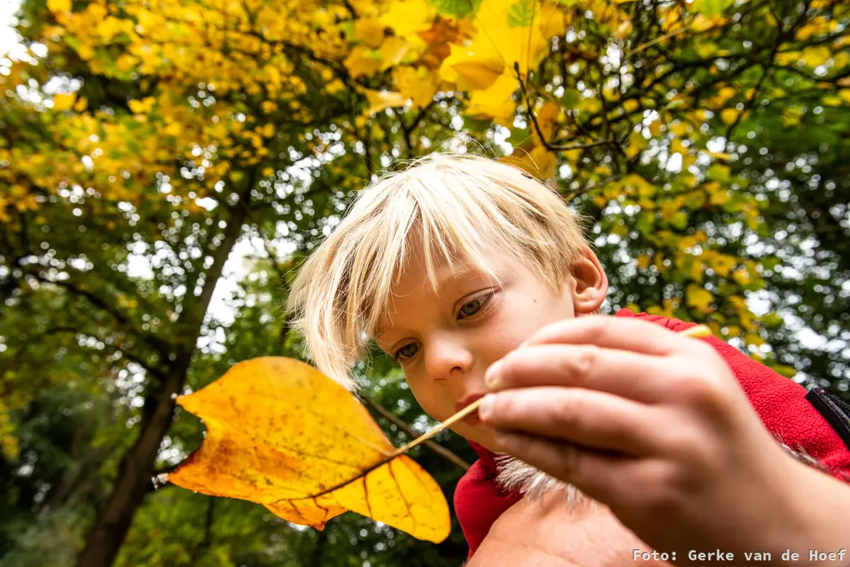 Tree Discovery Walk Spiegelplas — Nederhorst den Berg