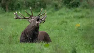 Bijzondere excursies tijdens de edelhertenbronst in Natuurpark Lelystad