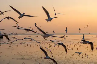 Flyway
