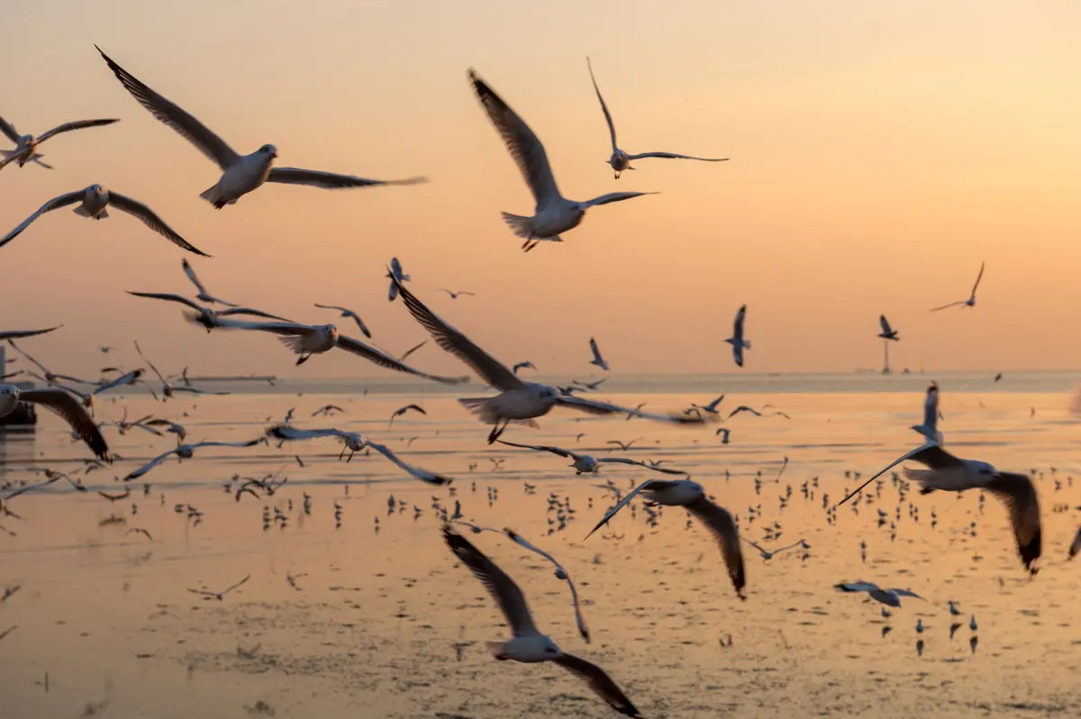 Flyway — Concordiaplein 1, Middelstum