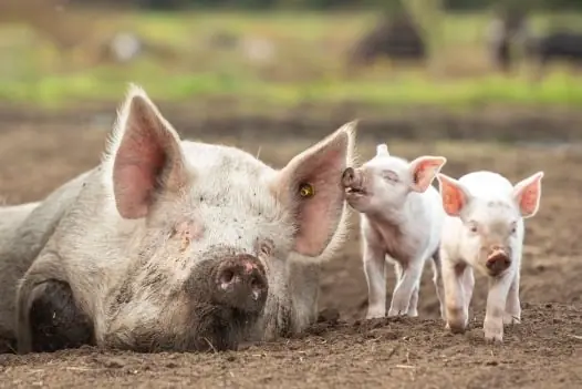 Celebrate Animal Day at Puur Berkshire — Heeswijk-Dinther