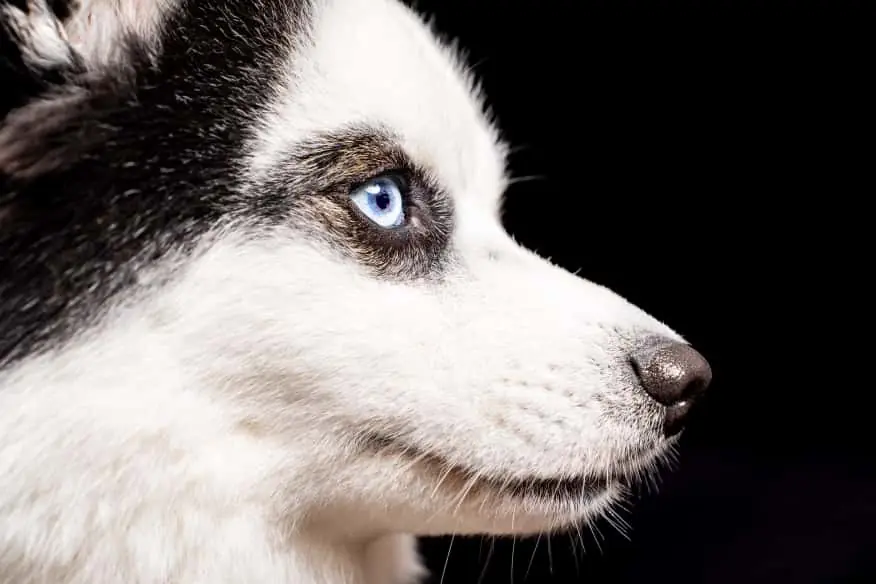 Pet Photo Shoot - Animal Day 4 October with Mr. Brokeh at Groenrijk Den Bosch — 's-Hertogenbosch