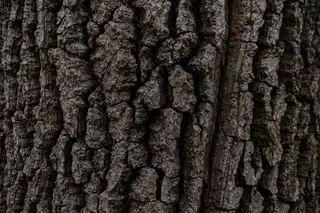 Lezing 'Het Belang van Bomen'