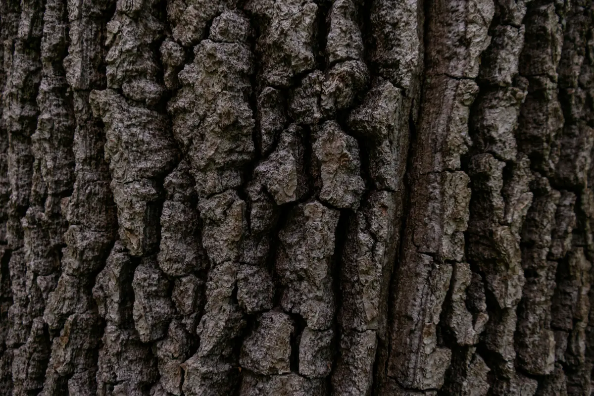 Lezing 'Het Belang van Bomen' — Zijtaart