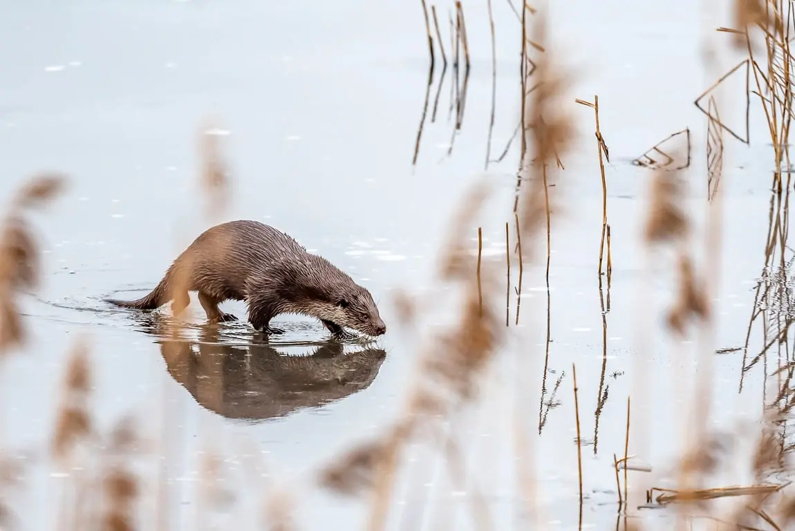 OERRR Searching for Otter Tracks — Bezoekerscentrum De Wieden, Sint Jansklooster