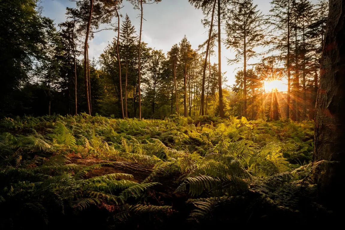 Excursion Landgoed De Wielewaal — Bezoekerscentrum De Wielewaal, Eindhoven