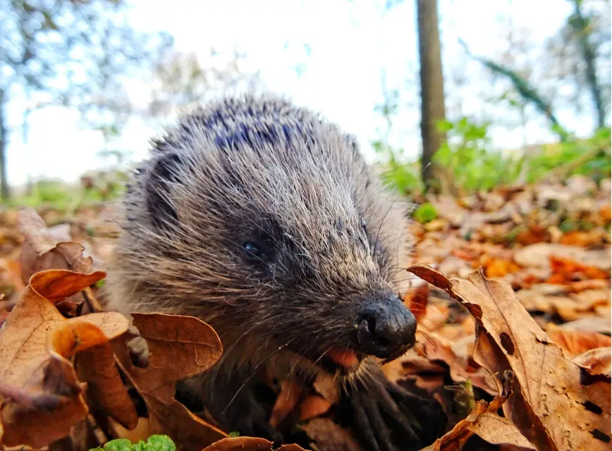 OERRR - Discover the World of Hedgehogs! — Bezoekerscentrum De Wielewaal, Eindhoven