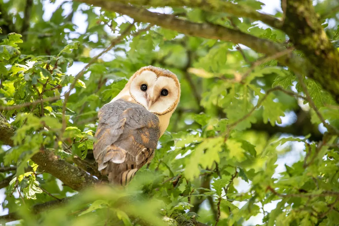 OERRR Owl Pellet Dissection — Bezoekerscentrum De Wieden, Sint Jansklooster