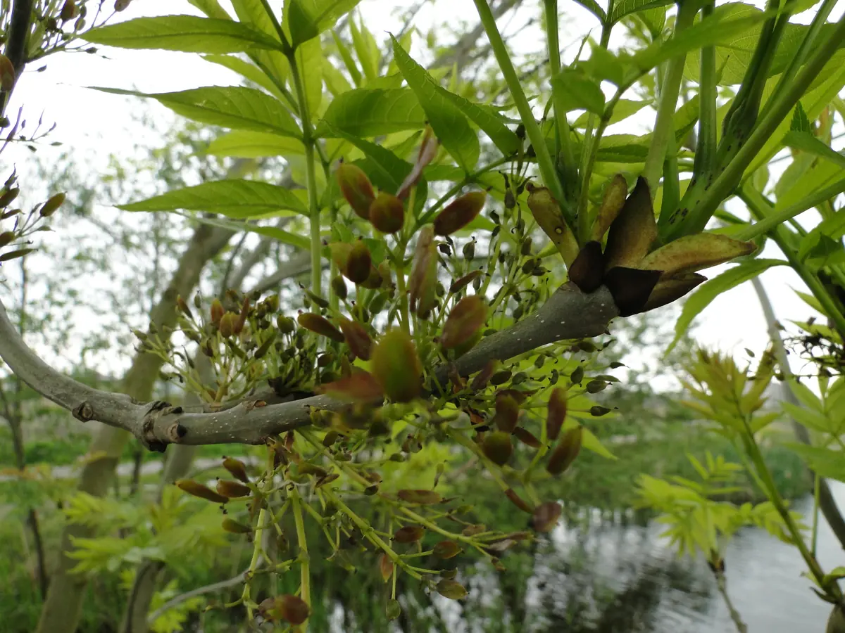 IVN Excursion: Discover the Beauty and Strength of Trees in Delft — Delft