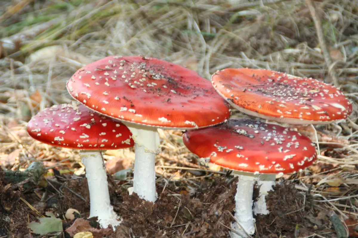 Autumn Walk De Lutte — Tourist info De Lutte, De Lutte