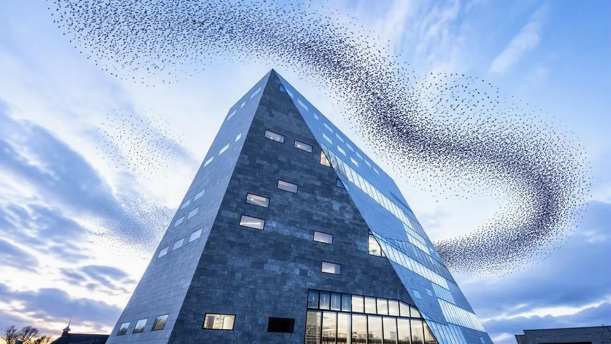 Nobody Invented This: The Remarkable Principle of Self-Organization — Forum Groningen, Groningen