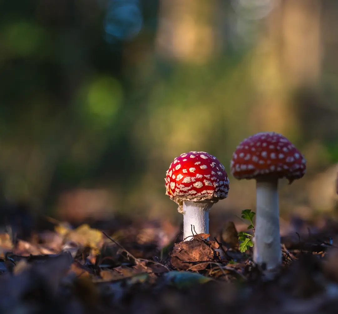 Mushrooms and Whatever Else We Find — Activiteitencentrum Lauwersnest, Lauwersoog